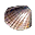 Clam
